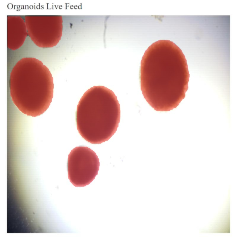 Screenshot of an experiment ran to segment organoids in order to calculate size and shape.